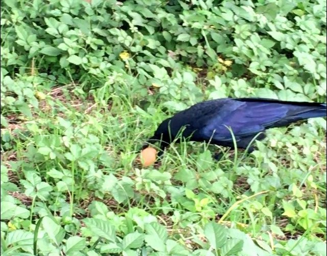 karasu03
