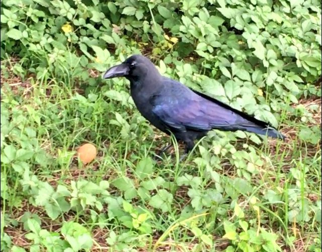 karasu04