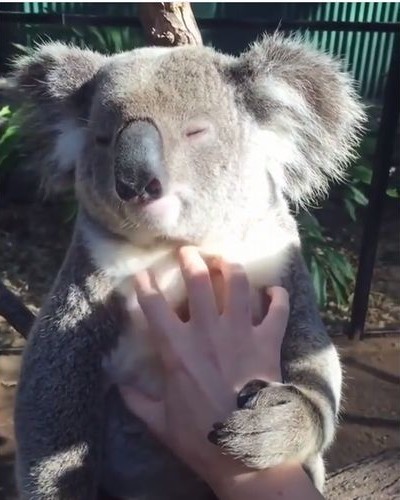 koala01_1