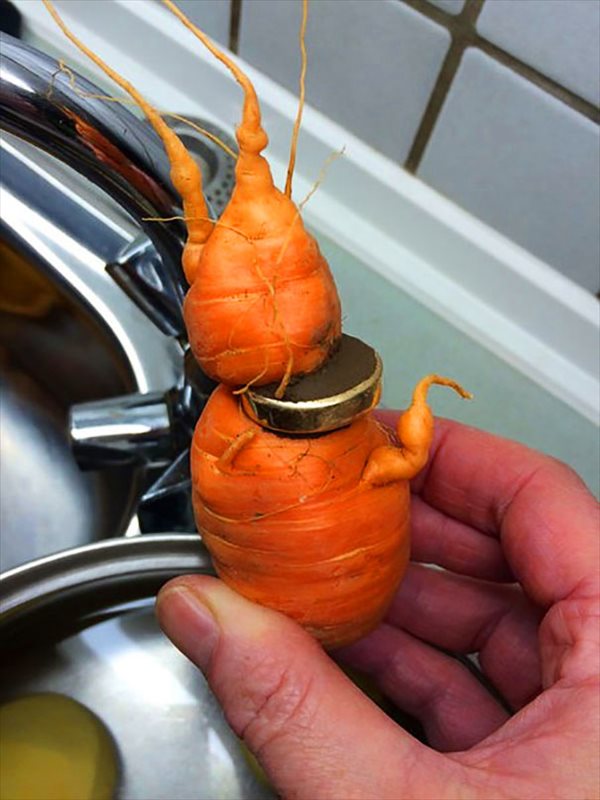 lost-wedding-ring-carrot-germany-3_R