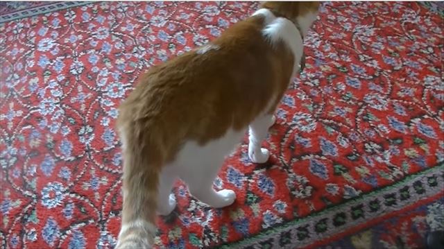 cat_03_640