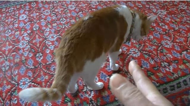 cat_04_640