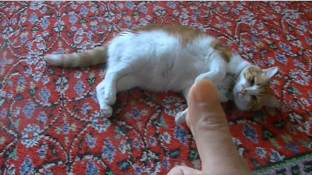 cat_05_640