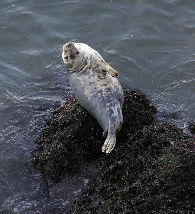 800px-Grey_seal_rhossili_1_R