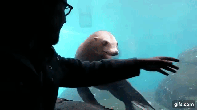 sealion_001