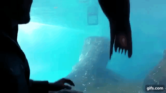 sealion_002