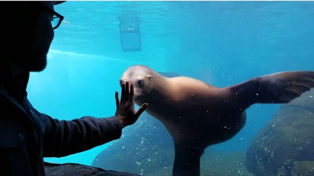 sealion_01_640