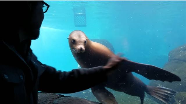 sealion_02_640