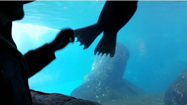 sealion_03_640