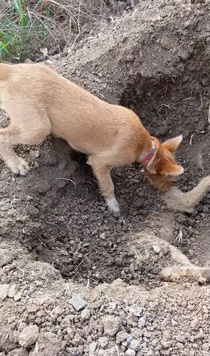 dog_01