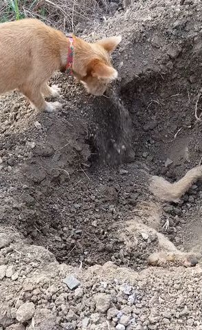 dog_03