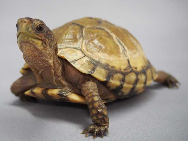 kame