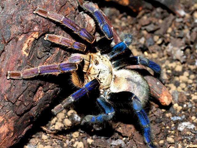 tarantura