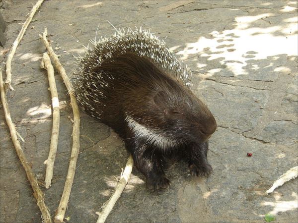 Porcupine_Berlin_Zoo_R
