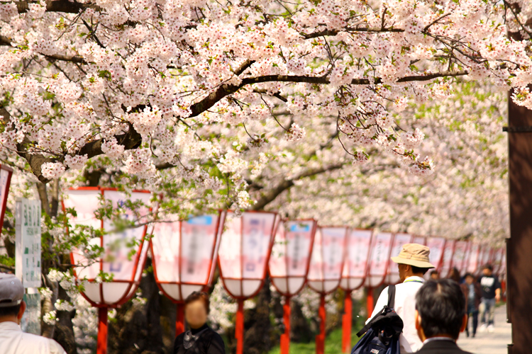 hirosakipark_p07