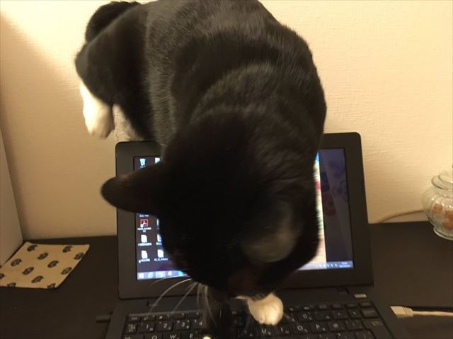 cat_01_640