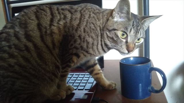 cat_04_640