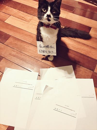 cat_06_400