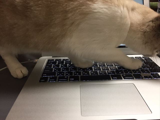 cat_09_640