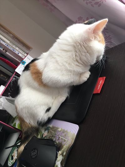 cat_11_400
