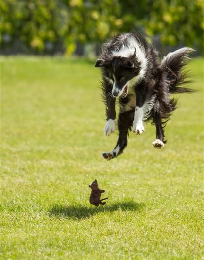 dog_01_420