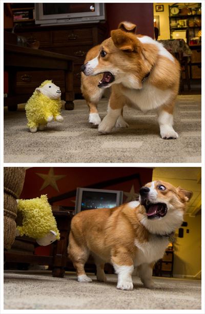 dog_02_400