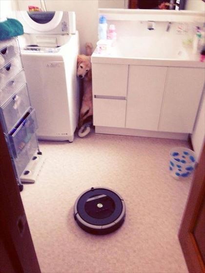 dog_03_420