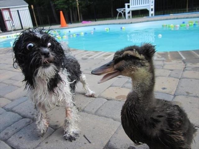 dog_04_640