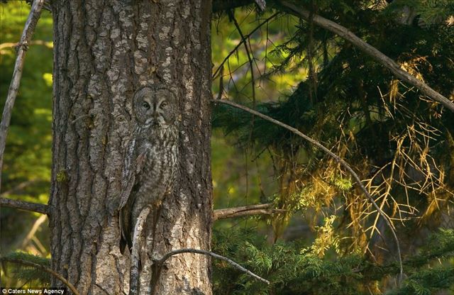 animal_05_640