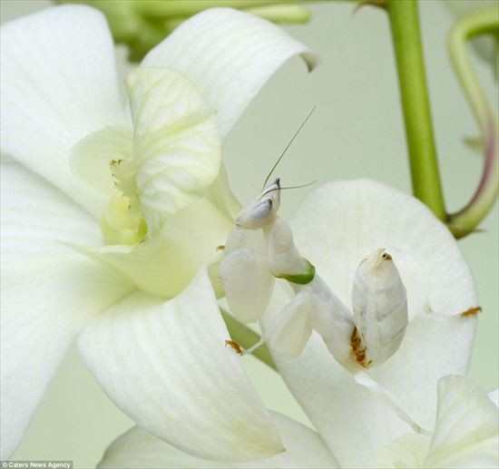 animal_07_550