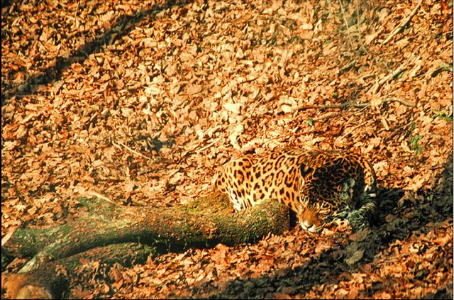 animal_12_640