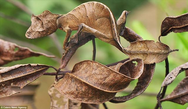 animal_13_640
