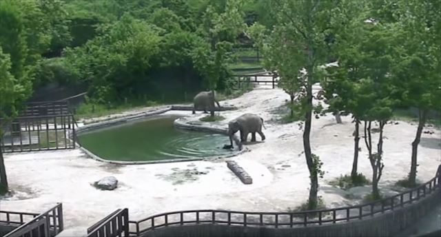elephant_02_640