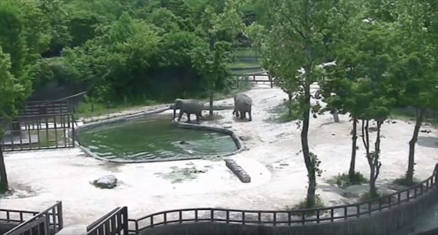elephant_03_640