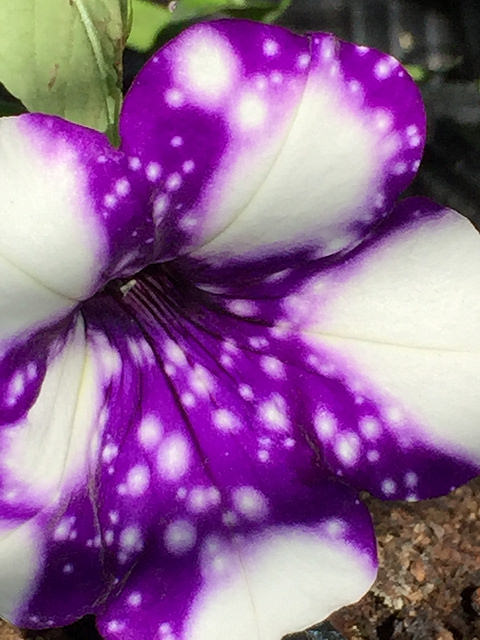 fd_sta_03