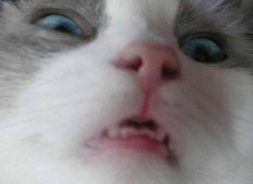 cat_02