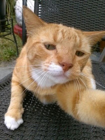 cat_05_420
