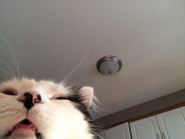 cat_06_640