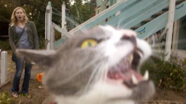 cat_08