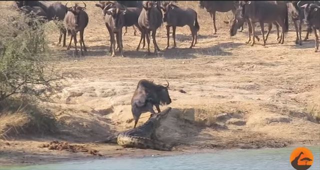 animal_01_640