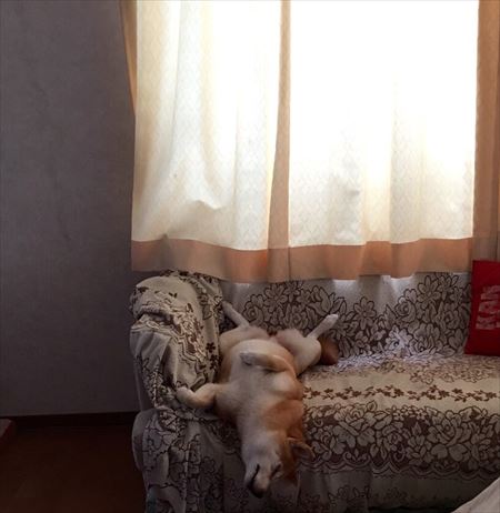 dog_02_450