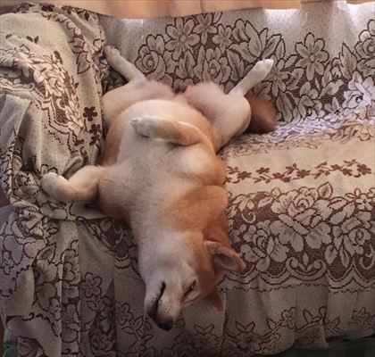 dog_03_420