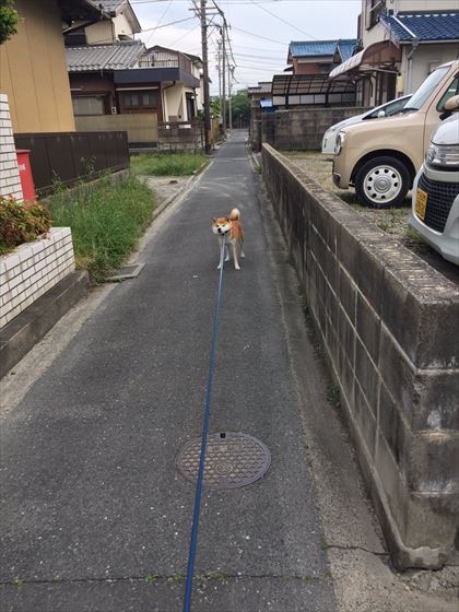 dog_04_420