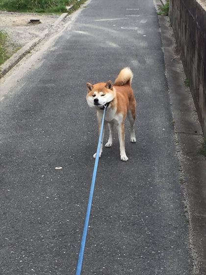 dog_05_420