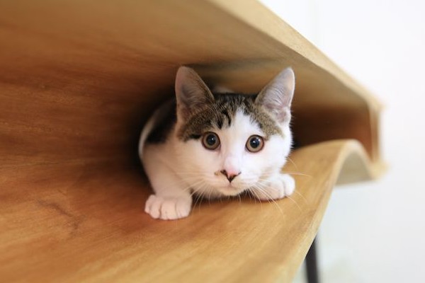 ニャンだこれは!?ネコ仕様の机”CATable“(キャッタブル)がとても捗る机だった