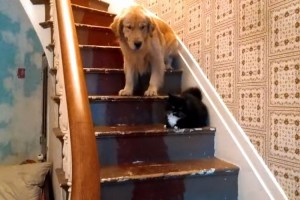自分より小さなネコが怖くて階段を降りられないゴールデンレトリバーが可愛すぎる件【動画・海外】
