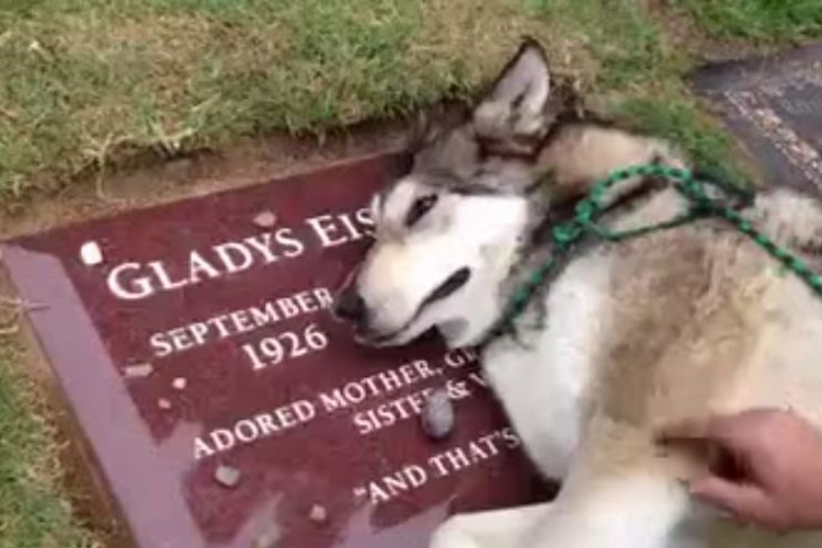 【感動】飼い主のお墓の前で泣きわめくハスキー犬が世界中で話題に