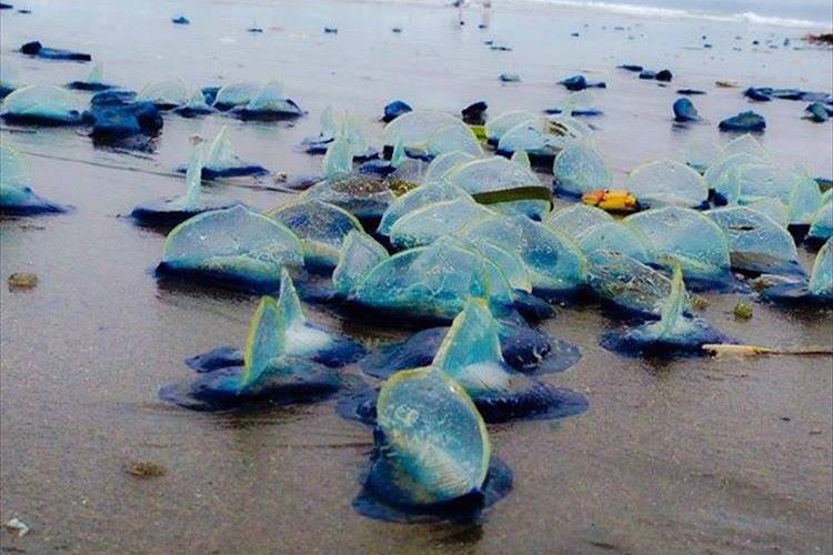 サンフランシスコの海岸に謎の青い物体が漂流し地元で大きな話題に