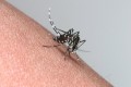 フィリピンで“デング熱”から命を救った「蚊取りボトル」を簡単に作る方法とは?