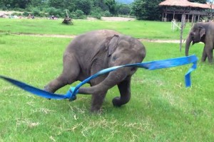 【動画】リボンを子ゾウに与えたら遊び方が無邪気すぎる